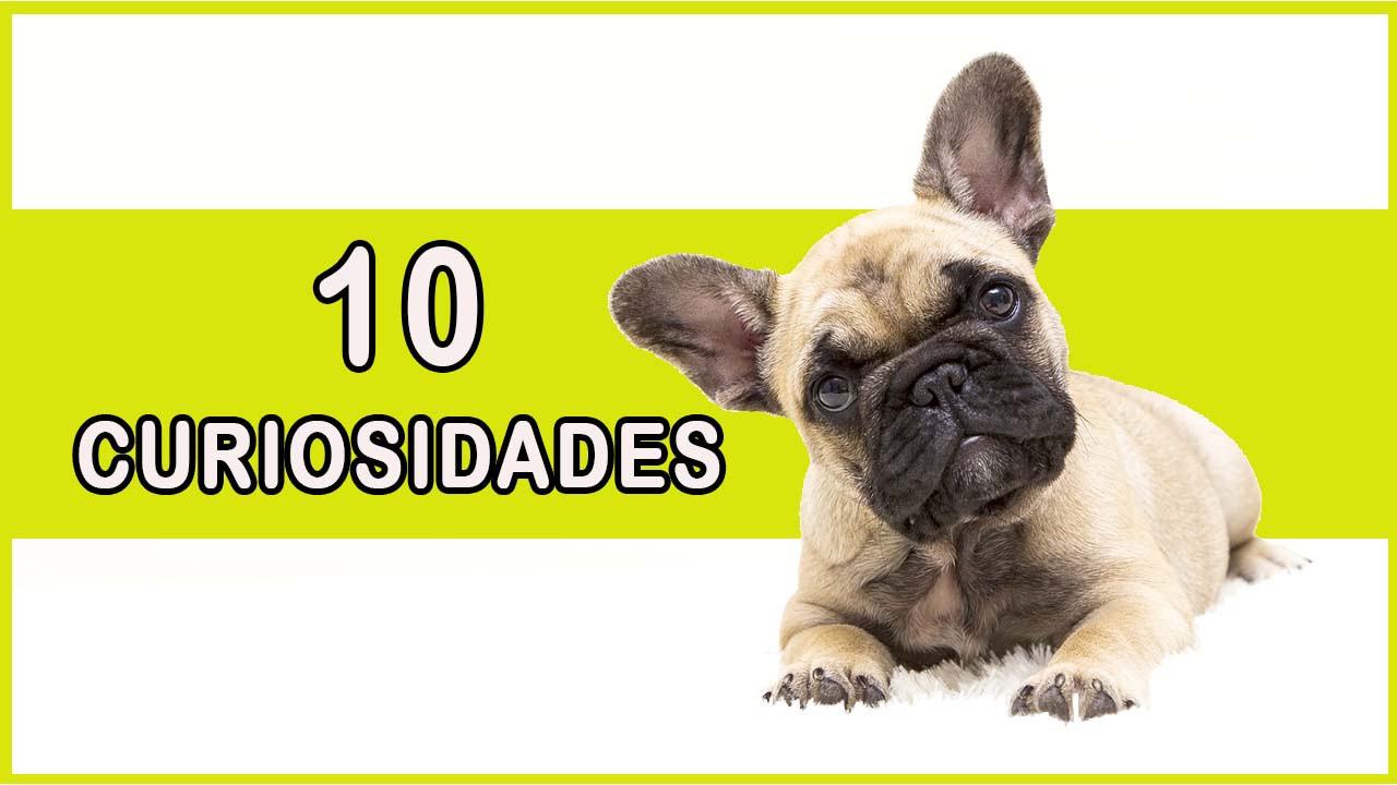 Curiosidades de Cães