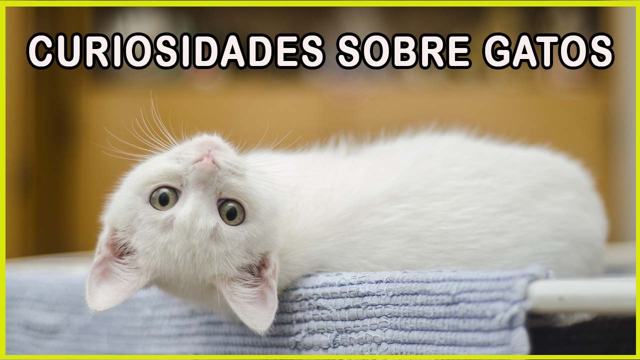 10 Curiosidades sobre gatos que você vai gostar