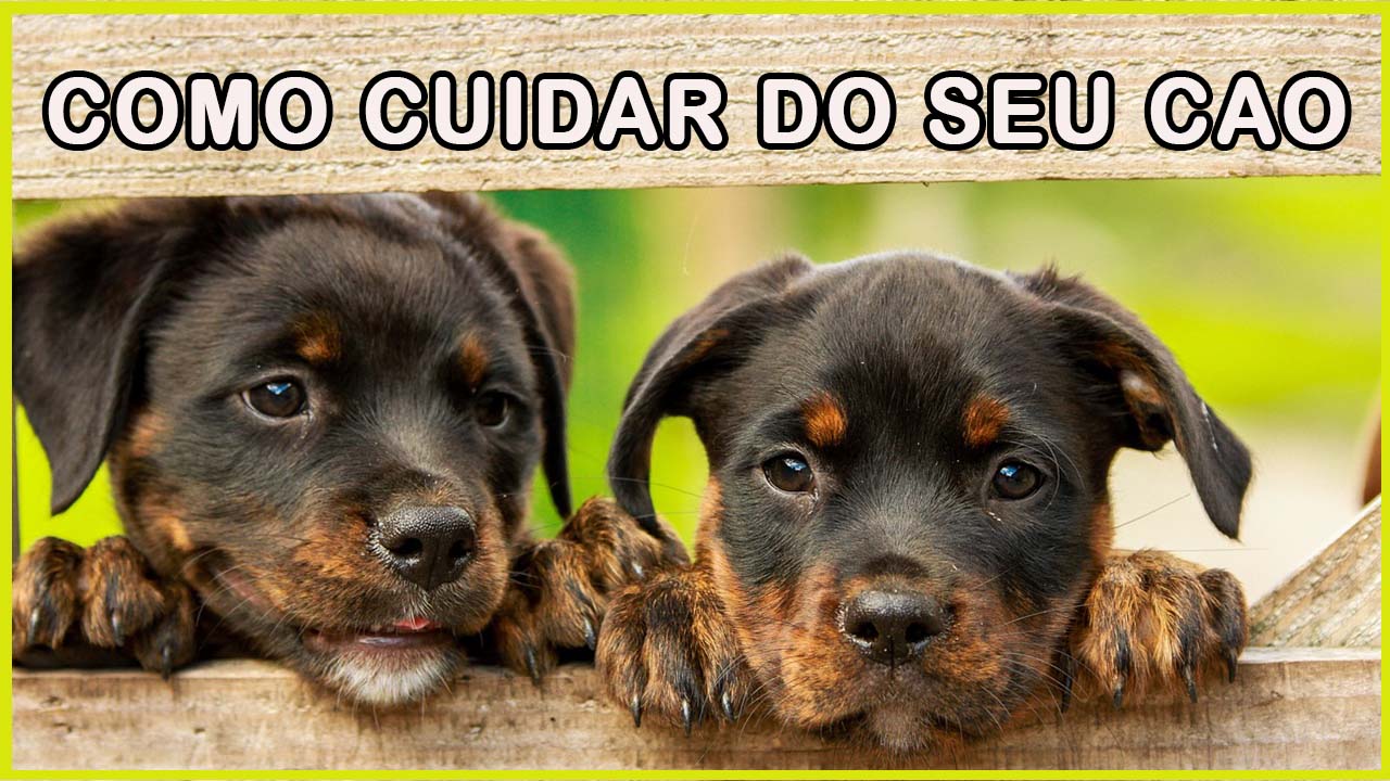Veja algumas dicas de como treinar seu cão.